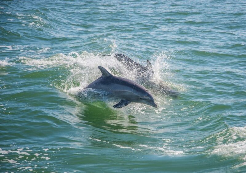 St. Petersburg, FL: Private 2-Hour Dolphin Watching Cruise - What Makes This Tour Stand Out?