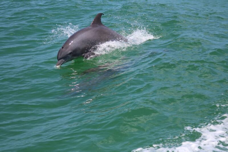 St. Petersburg, FL: Private 2-Hour Dolphin Watching Cruise - Pricing and Value Assessment