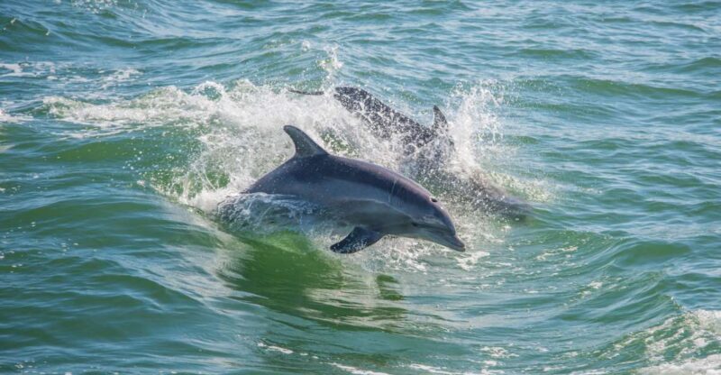 St. Petersburg, FL: Private 2-Hour Dolphin Watching Cruise - Who Will Love This Experience?
