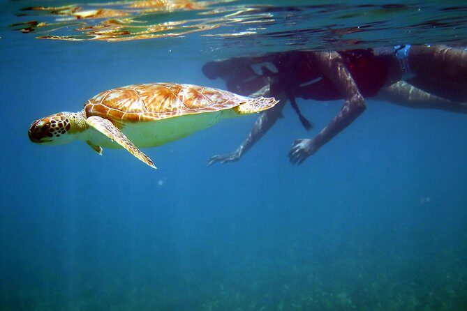 St Thomas Sea Turtle Snorkel Kayak Adventure Tour - Experience the Best of St. Thomas with the Sea Turtle Snorkel Kayak Adventure