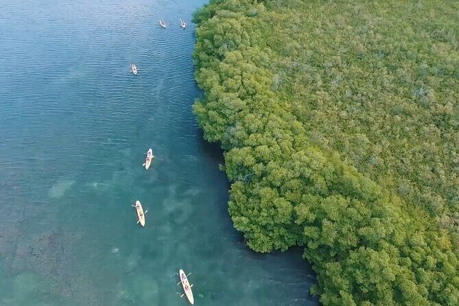St Thomas Shore Excursion: Mangrove Lagoon Kayak and Snorkel Tour - Frequently Asked Questions