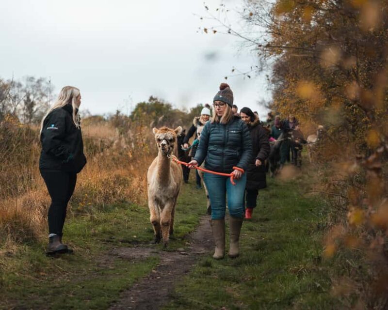 Staffordshire: Wetley Moor Alpaca Trekking Experience - Practical Details and What to Expect