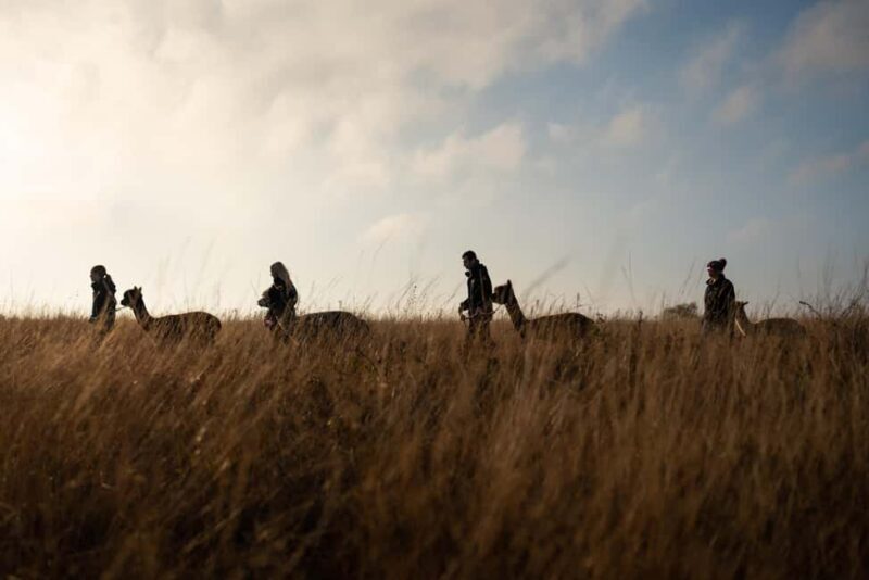 Staffordshire: Wetley Moor Alpaca Trekking Experience - Who Will Appreciate This Tour?