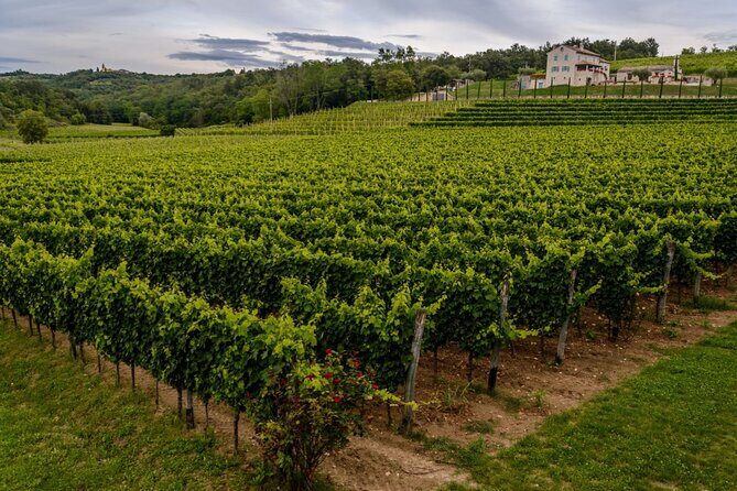 Stancija Collis: A Winery Adventure Tour in Rovinj - Key Points