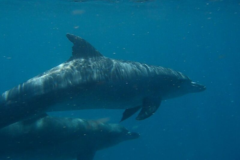 Stand Up Paddle at Double Island Point + 4x4 Beach Drive - Who Is This Tour Best For?