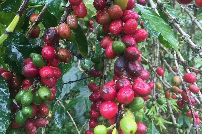 Stand Up Paddle Board or Kayak and Extreme Zipline Adventure from Panajachel - Frequently Asked Questions