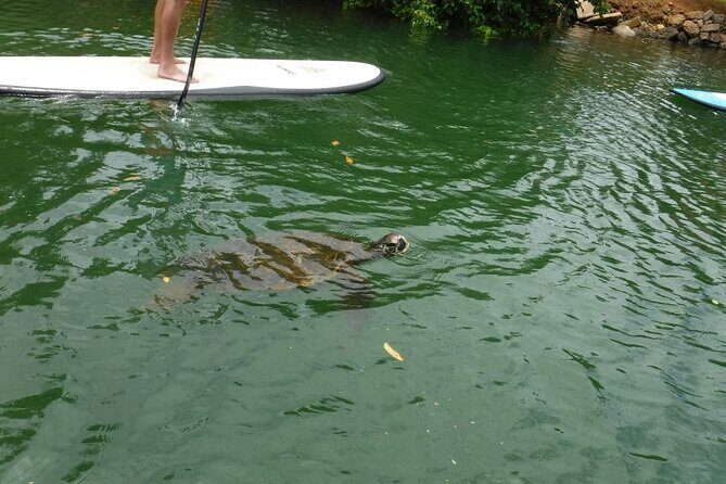 Stand Up Paddle Nature and Turtle tour-Guaranteed to see turtles - Who Will Love This Tour?
