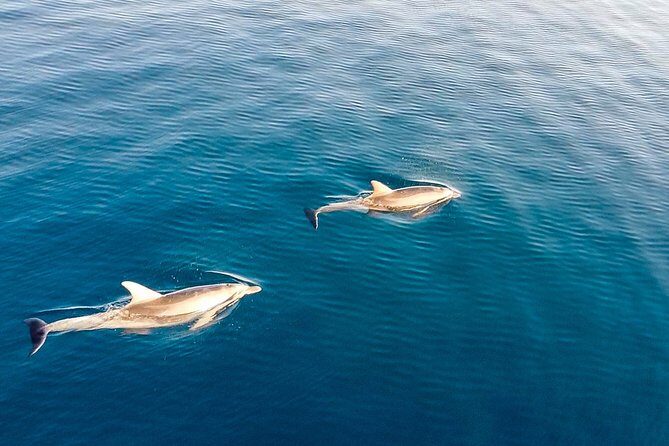 Stand Up Paddle With Dolphins, aperitif and pictures - Breaks and Refreshments