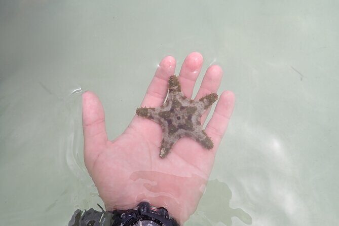 Starfish Point, Stingray City & Coral Garden (3-STOP Adventure) - FAQ