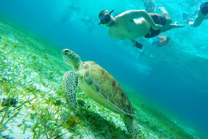 Starfish, Stingrays and the Turtle Sanctuary Snorkeling Tour - The Experience: What Travelers Are Saying