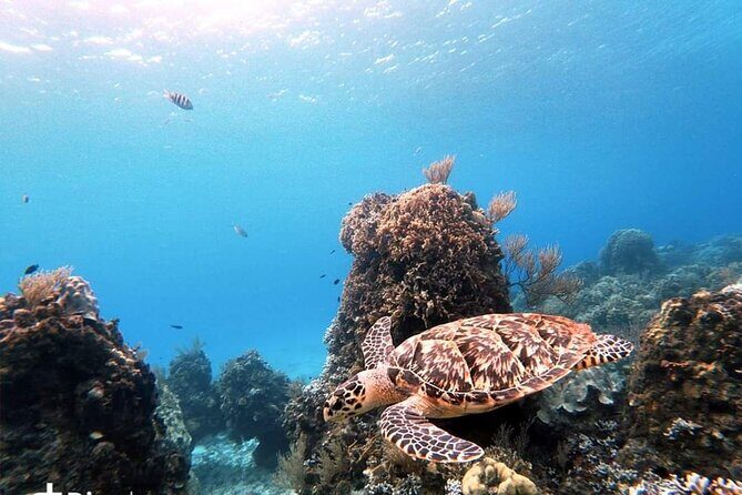 Starfish, Stingrays and the Turtle Sanctuary Snorkeling Tour - FAQs