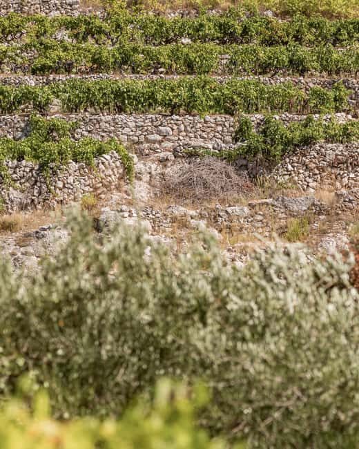 Stari Grad: Private Tuk-Tuk tour with Wine tasting - Final Thoughts