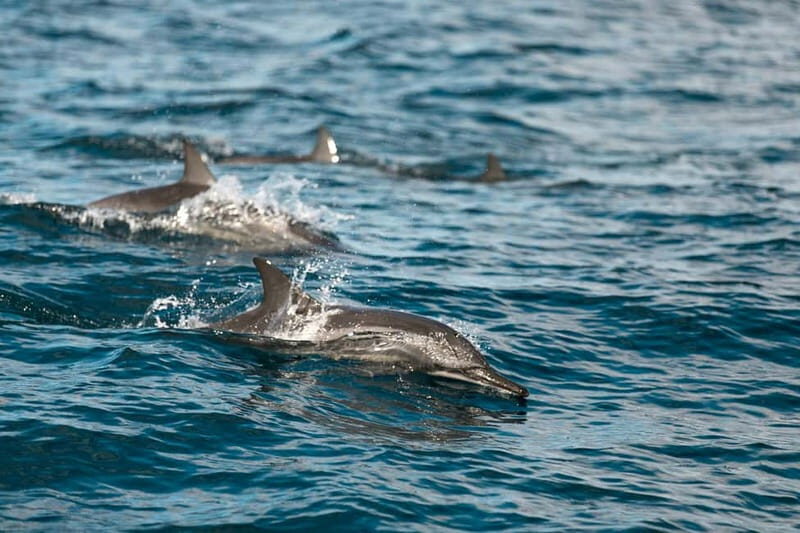 Stavanger: Sailing in the fjords on a 30-foot racingboat - Who will love this experience?