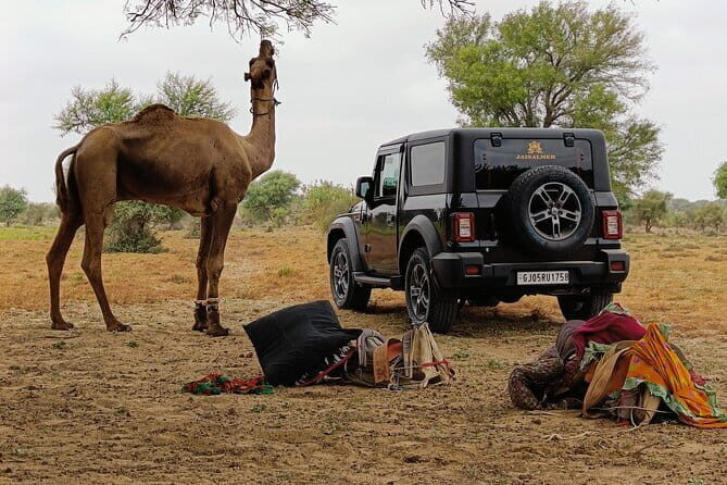 Stay Under The Billions Stars Overnight Camel Safari Tour - FAQ