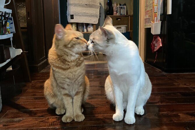 Staying in a Traditional Japanese house in Chiba - Key Points