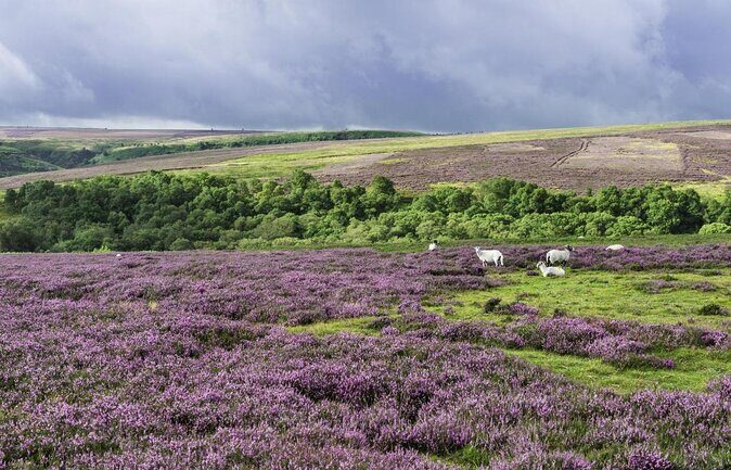 Steam Trains, Whitby, and the North York Moors Full-Day Tour from York - Overall Impression and Who Would Love It