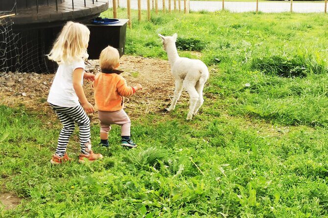 Steim Farm Experience in Vik, Norway - FAQ