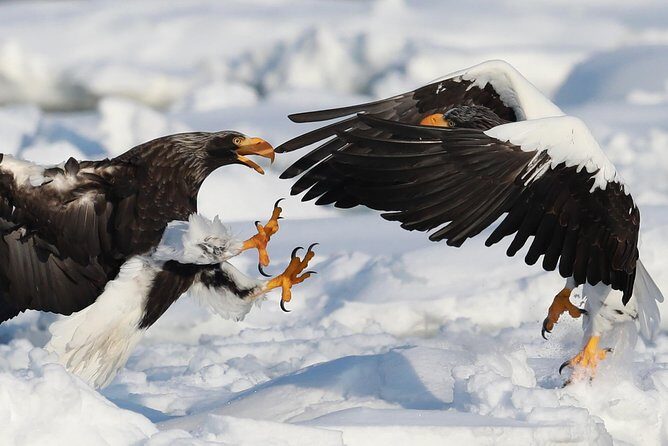 Steller's sea Eagle/White-tailed Eagle watching tour - Discover the Majestic Wildlife of Shiretoko in Just Two Hours