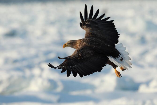 Steller's sea Eagle/White-tailed Eagle watching tour - Key Points