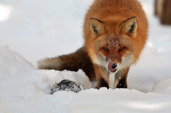 Steller's sea Eagle/White-tailed Eagle watching tour - The Sum Up: Why This Tour Truly Delivers