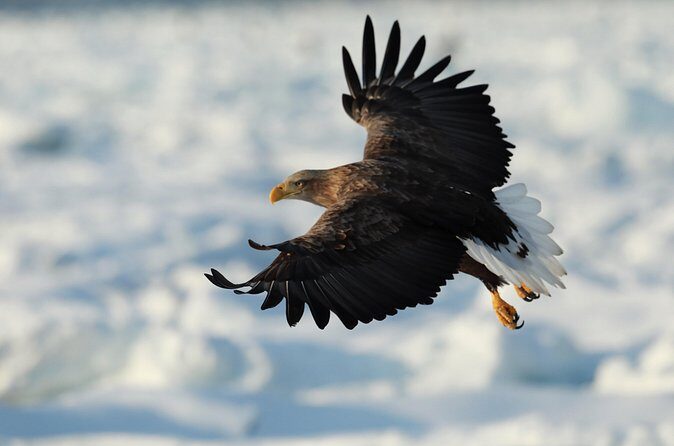 Steller's sea Eagle/White-tailed Eagle watching tour - FAQ