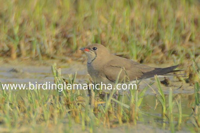 Steppe bird watching in La Mancha Toledana - A Detailed Look at the La Mancha Bird Watching Tour