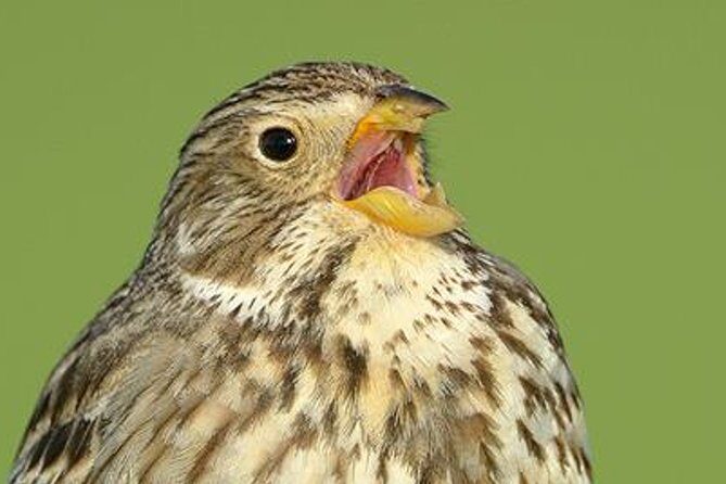 Steppe bird watching in La Mancha Toledana - What Makes This Tour Stand Out?