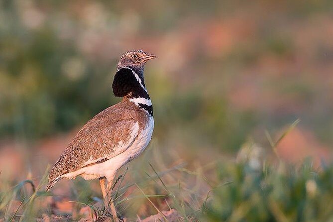 Steppe bird watching in La Mancha Toledana - The Sum Up