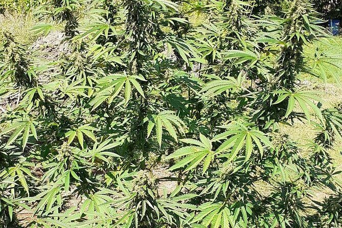 Stepping High Mountain Tour and Blue Hole Mineral Spring from Montego Bay - Discovering Jamaica’s Hidden Gems: A Deep Dive