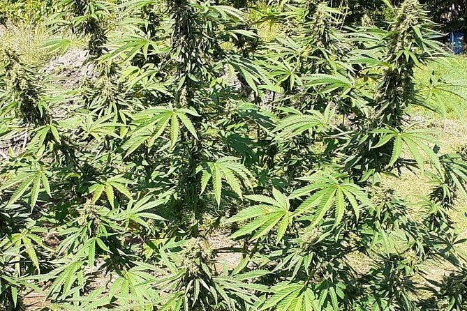 Stepping High Mountain Tour and Blue Hole Mineral Spring from Negril - Discover the Heart of Jamaica: Stepping High Mountain Tour and Blue Hole Mineral Spring from Negril