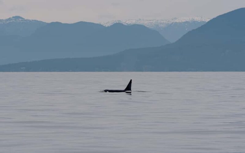 Steveston Village: Whale Watching Tour - Final Thoughts