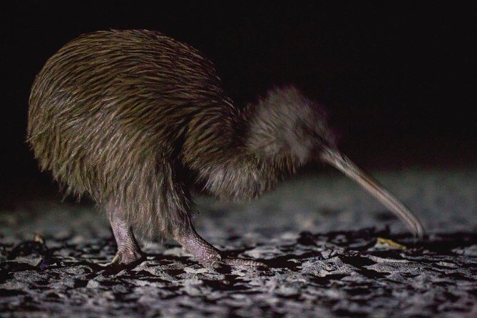 Stewart Island Wild Kiwi Experiences - Exploring the Stewart Island Wild Kiwi Experience