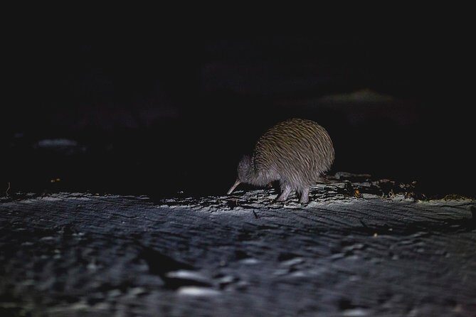 Stewart Island Wild Kiwi Experiences - FAQ
