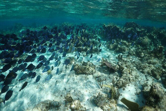 Stingray City Sandbar, Snorkel, Star fish Beach (Family operated) - Transportation and Logistics