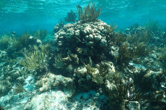 Stingray City Sandbar, Snorkel, Star fish Beach (Family operated) - FAQ