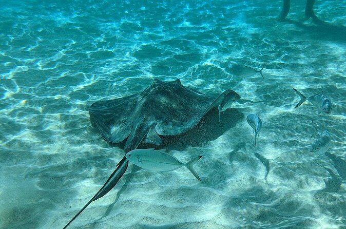 Stingray Sandbar, Snorkeling, and Starfish Point - Who Will Love This Tour?
