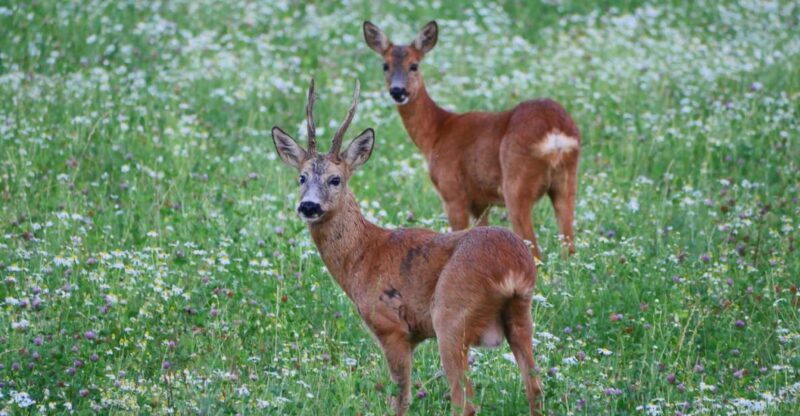 Stockholm: Evening Wildlife Safari with Midsummer Meal - Stockholm: Evening Wildlife Safari with Midsummer Meal — A Practical Guide for Nature-Loving Travelers