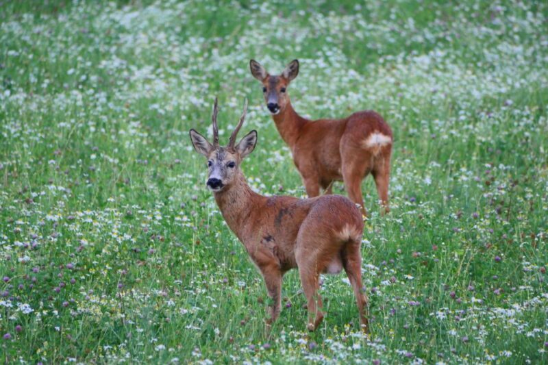 Stockholm: Evening Wildlife Safari with Midsummer Meal - Value and Cost