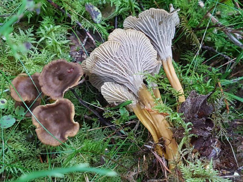 Stockholm, Mushroom and Wild Plant Foraging Tour with expert - Exploring Stockholm’s Forests: A Detailed Look at the Foraging Tour