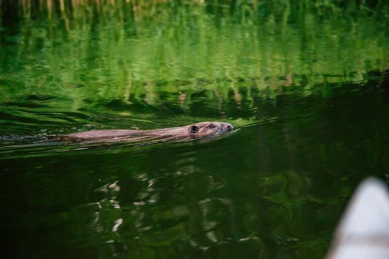 Stockholm: Sunset Canoe Beaver Safari & BBQ on Island - The Sum Up