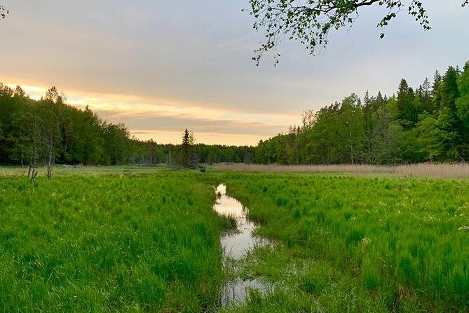 Stockholm: Sunset Hike in Tyresta National Park with Meal - A Deep Dive into the Sunset Hike Experience