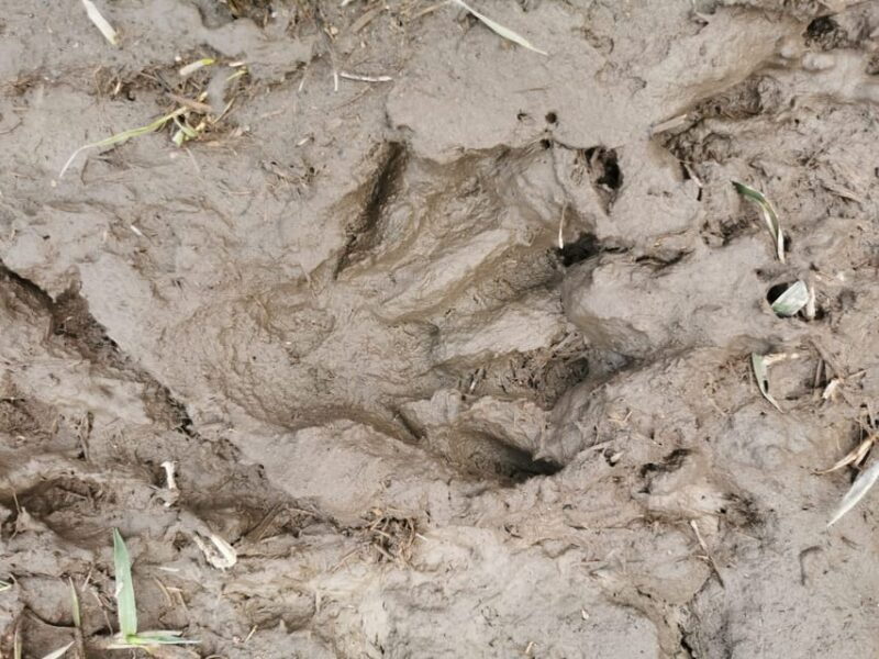 Stockholm: Wildlife Tour With Dinner and Short Hike - FAQ