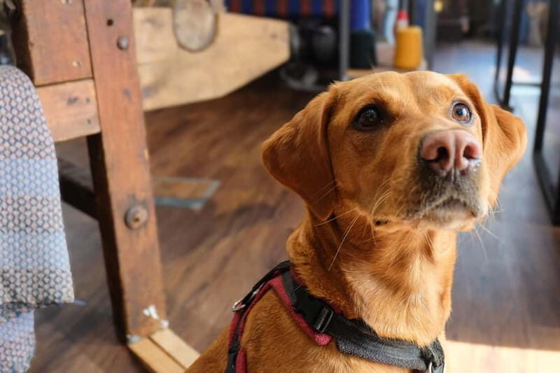 Stornoway: Harris Tweed Story Room Tour with guide - Final Thoughts