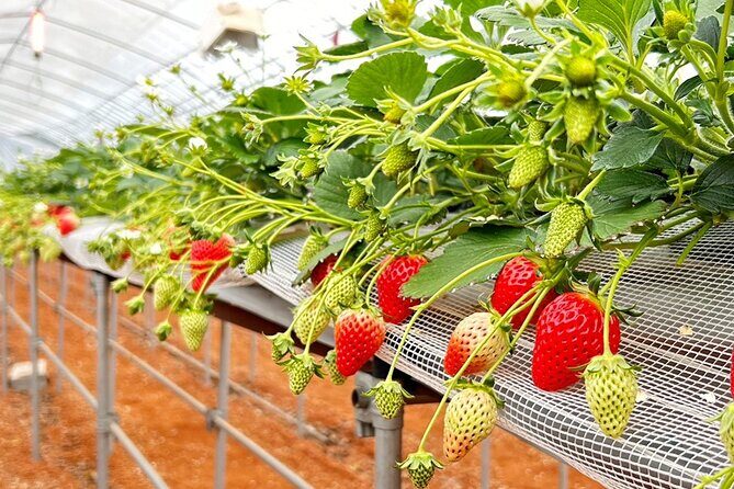 Strawberry Picking and Exploring Beautiful City of Tamba Sasayama - Key Points