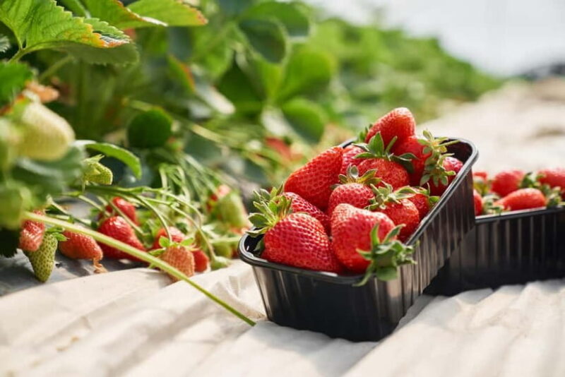 Strawberry Picking & Eobi Ice Valley Winter Tour +Sledding - Who Should Consider This Tour?