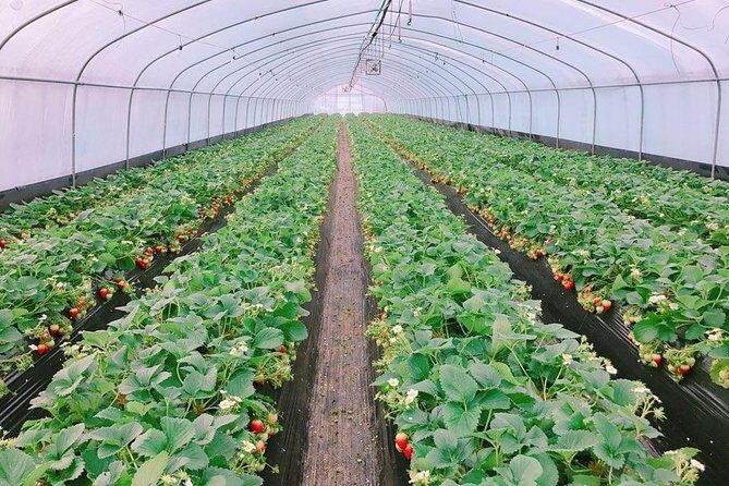 Strawberry Picking+Nami Island+Eobi Valley+Garden Lighting Fest - Exploring Korea’s Winter Delights: A Detailed Review