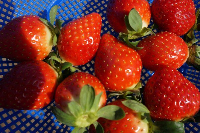 Strawberry Picking+Nami Island+Eobi Valley+Garden Lighting Fest - Frequently Asked Questions