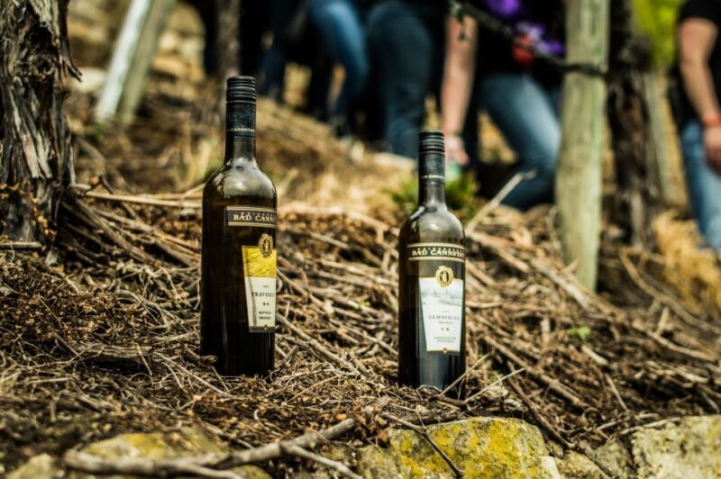 Stuttgart: Guided Vineyards Tour - An In-Depth Look at the Stuttgart Vineyards Tour