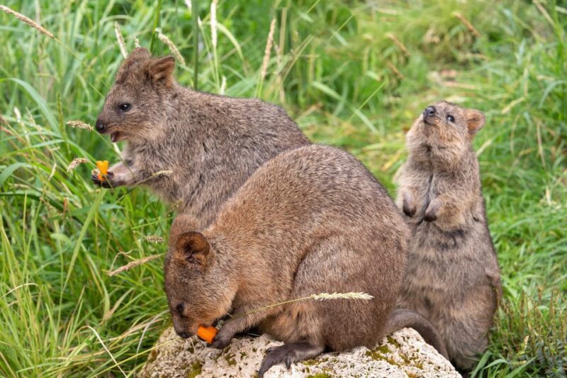 Stuttgart: Wilhelma Zoological-Botanical Garden Ticket - Frequently Asked Questions