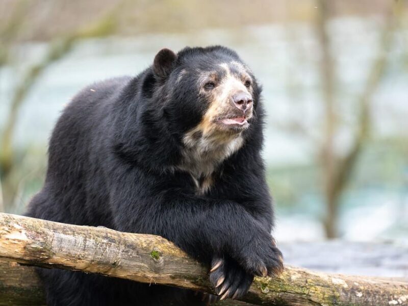 Stuttgart: Wilhelma Zoological-Botanical Garden Ticket - Final Thoughts